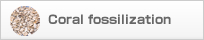 Coral fossil